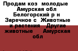 Продам коз, молодые. - Амурская обл., Белогорский р-н, Заречное с. Животные и растения » Другие животные   . Амурская обл.